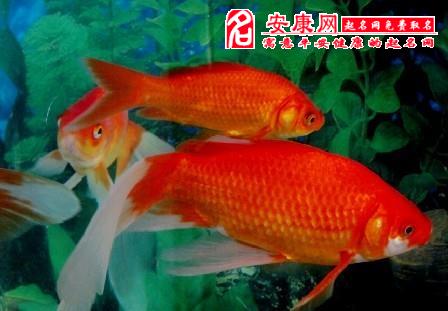 夢見捉魚