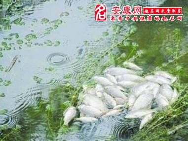 梦见死鱼在水里