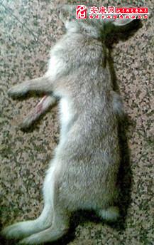 小白兔死亡照片图片