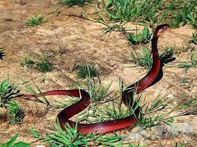 梦境解析:做梦梦到杀蛇所具有的含义介绍