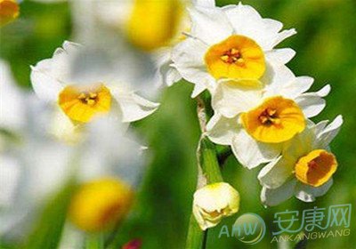 5月11日生日花语:黄日光兰