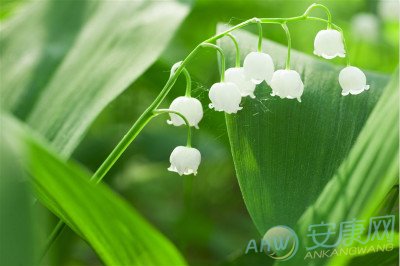 6月22日生日花語:風鈴草